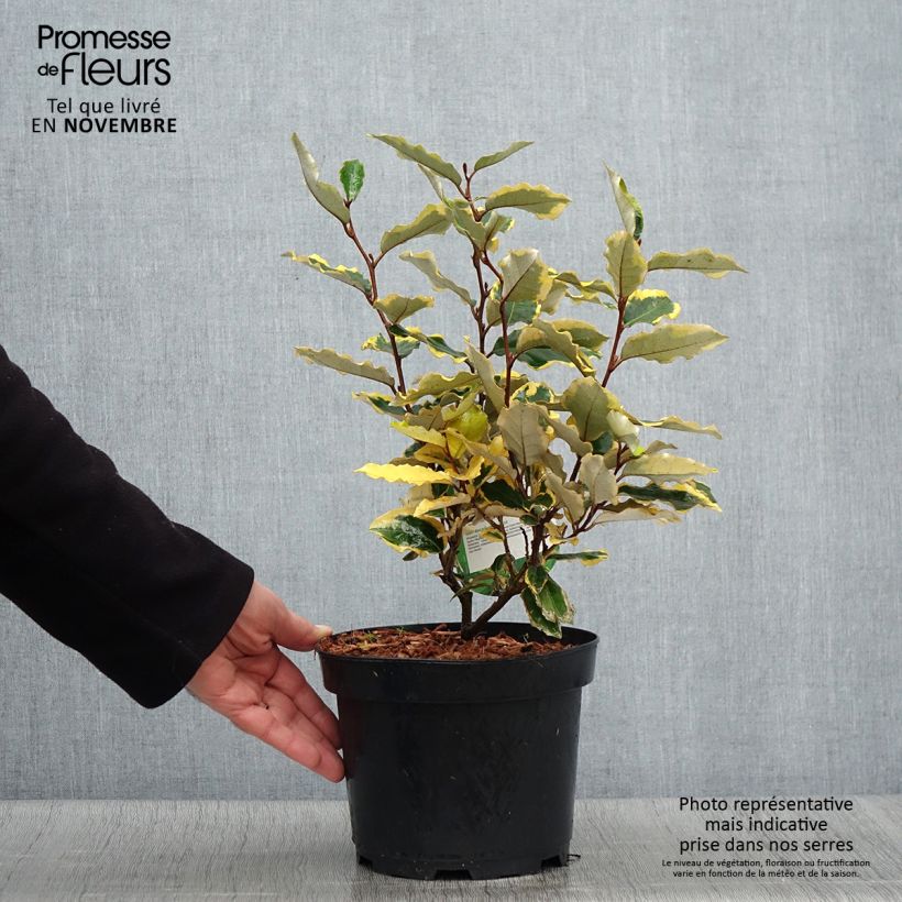 Esemplare di Elaeagnus ebbingei Viveleg - Eleagno Vaso da 3L/4L come consegnato in autunno