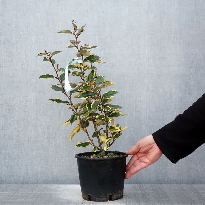 Example of Elaeagnus ebbingei Viveleg - Eleagno Vaso da 3L/4L as you get in printemps