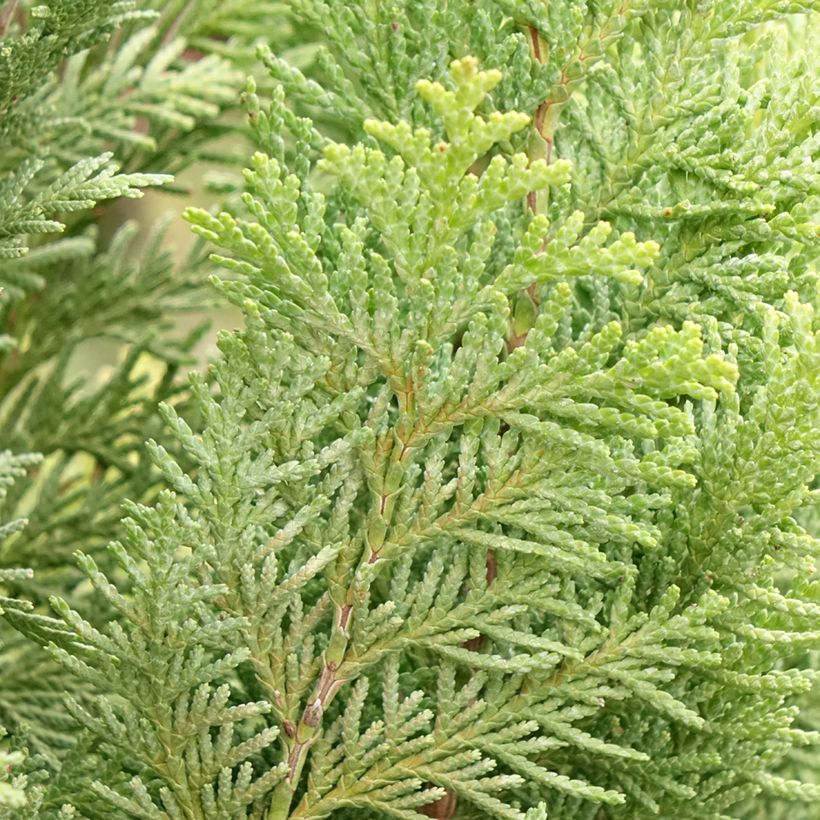 Chamaecyparis lawsoniana Alumigold - Cipresso bianco (Foliage)