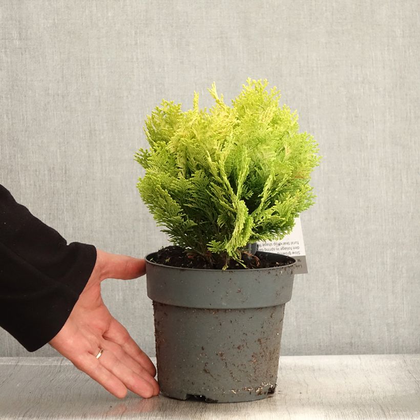 Esemplare di Chamaecyparis lawsoniana Minima Aurea - Cipresso bianco Vaso da 2L/3L come consegnato in autunno