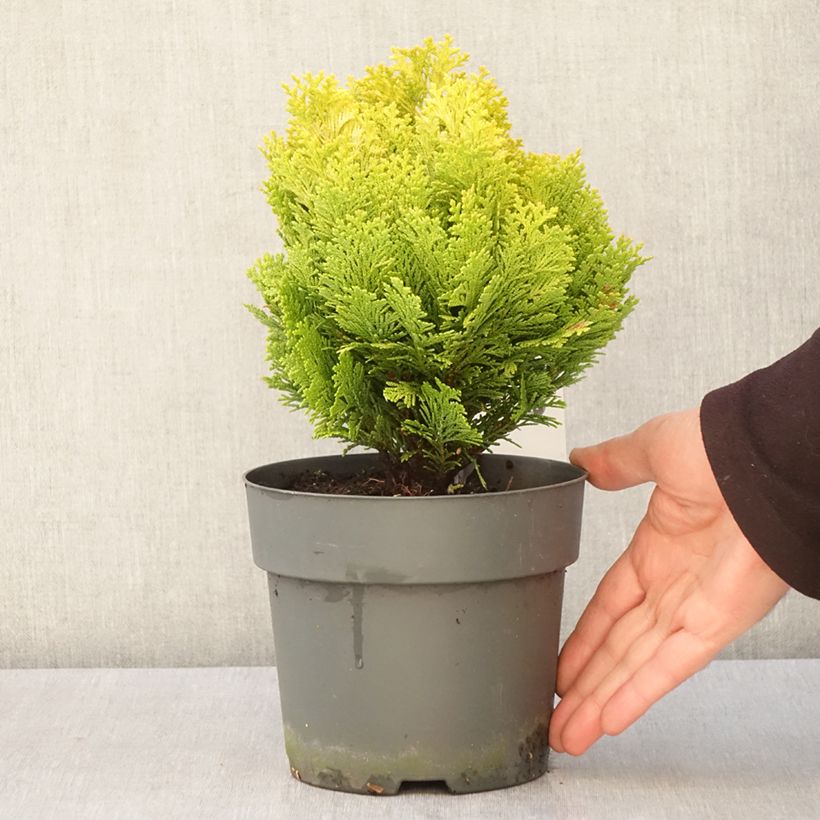 Example of Chamaecyparis lawsoniana Minima Aurea - Cipresso bianco Vaso da 2L/3L as you get in printemps