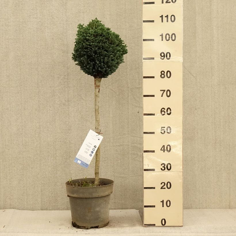 Esemplare di Chamaecyparis lawsoniana Rimpelaar - Cipresso bianco Vaso da 7,5L/10L, Vaso impalcato come consegnato in autunno