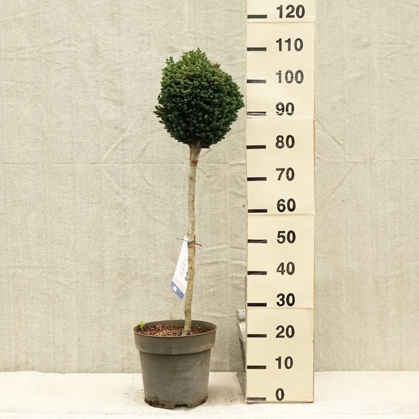Esemplare di Chamaecyparis lawsoniana Rimpelaar - Cipresso bianco Vaso da 7,5L/10L, Vaso impalcato consegnato in estate