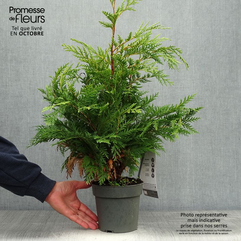 Esemplare di Chamaecyparis lawsoniana Sunkist - Cyprès de Lawson nain Pot de 2L/3L come consegnato in autunno