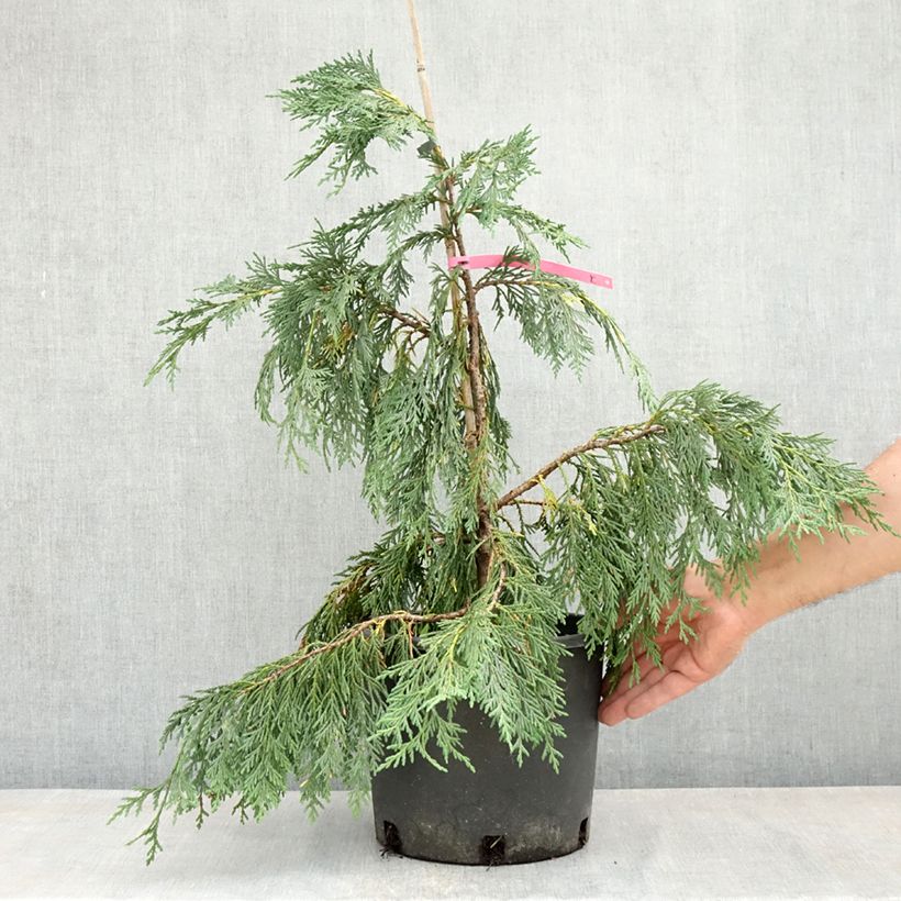 Chamaecyparis nootkatensis Pendula - Cipresso di Nootka Vaso da 7,5L/10L esemplare consegnato in primavera