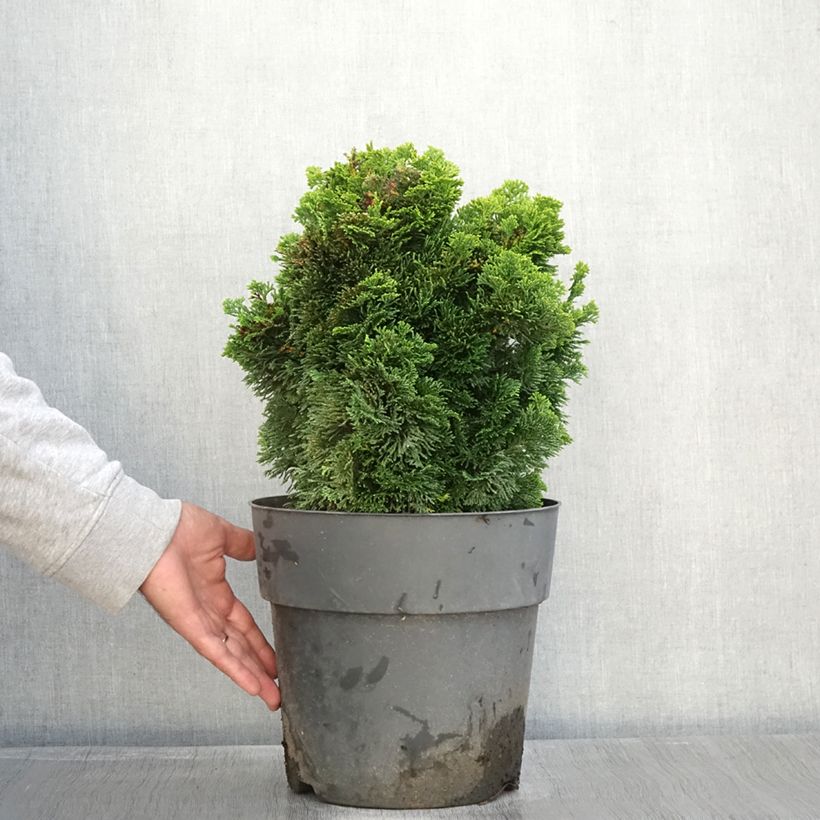 Esemplare di Chamaecyparis obtusa Aurea - Cipresso di Hinoki Vaso da 12L/15L, Vaso impalcato come consegnato in autunno