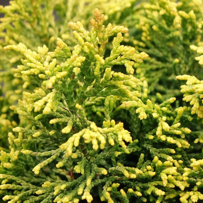 Chamaecyparis obtusa Butterball - Cipresso di Hinoki (Foliage)