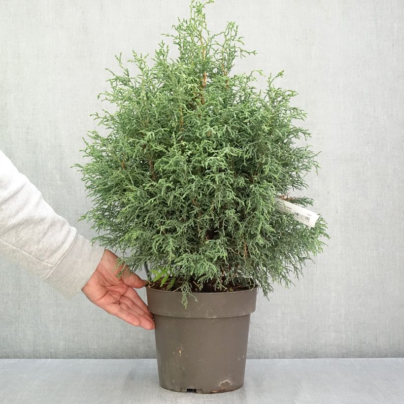 Esemplare di Chamaecyparis obtusa Lycopodioides - Cipresso di Hinoki Vaso da 4L/5L come consegnato in autunno