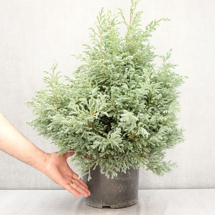 Esemplare di Chamaecyparis pisifera Boulevard Vaso da 7,5L/10L consegnato in estate