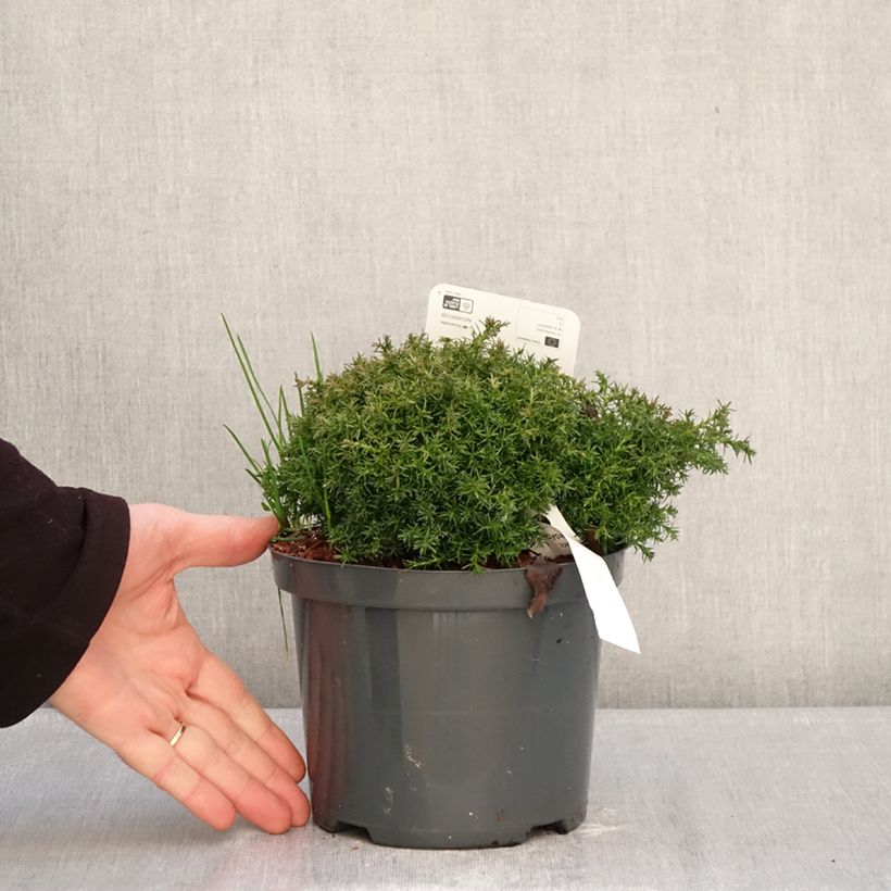 Example of Chamaecyparis pisifera Cumulus Vaso da 2L/3L as you get in hiver