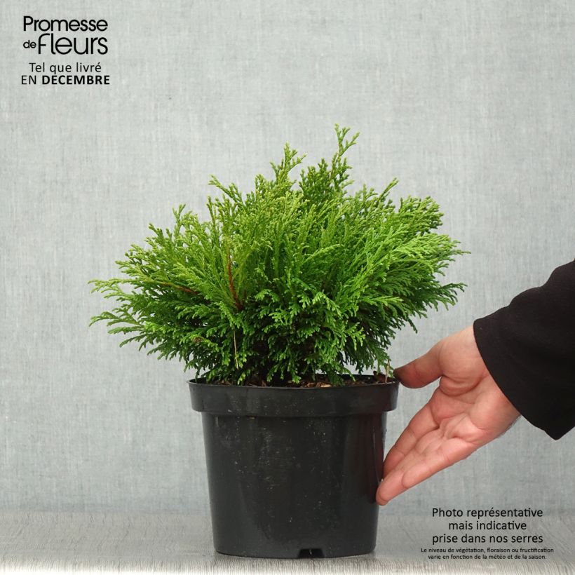 Esemplare di Chamaecyparis pisifera Filip's Happy Day Vaso da 2L/3L come consegnato in autunno