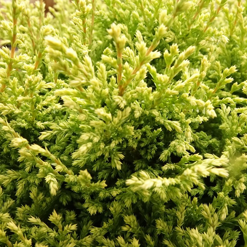 Chamaecyparis pisifera Plumosa Compressa (Foliage)