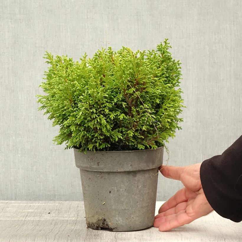Esemplare di Chamaecyparis pisifera Plumosa Compressa Vaso da 2L/3L come consegnato in autunno