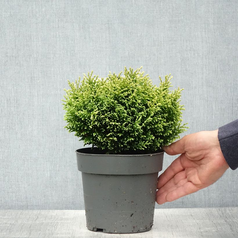 Example of Chamaecyparis pisifera Plumosa Compressa Vaso da 2L/3L as you get in printemps