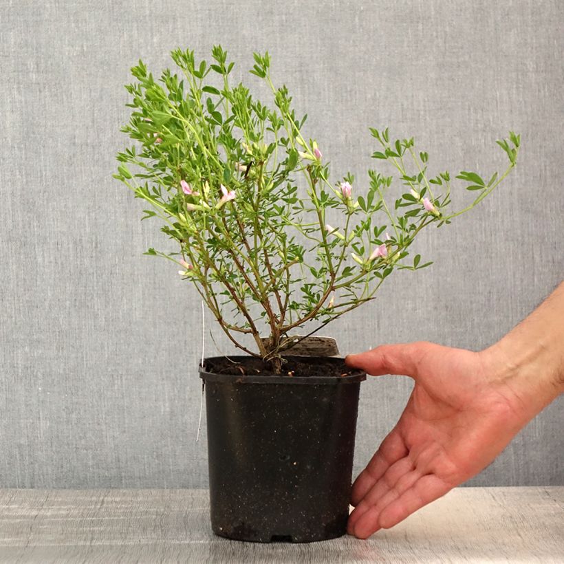 Chamaecytisus purpureus - Citiso purpureo Vaso da 3L/4L esemplare consegnato in primavera