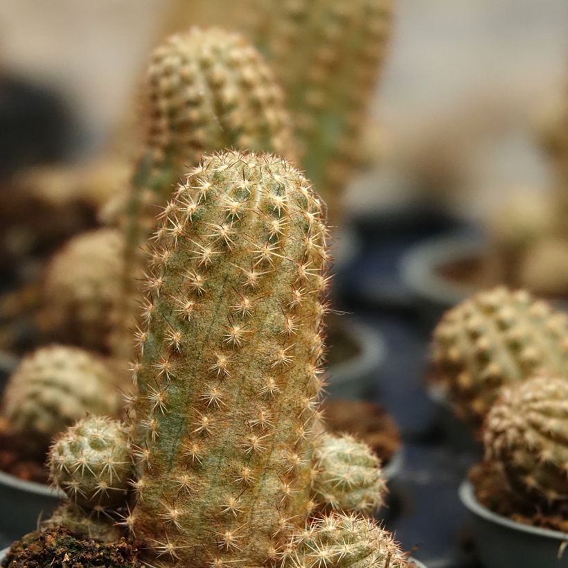 Chamaelobivia Paolinae - Cactus (Fogliame)