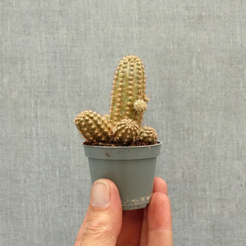 Chamaelobivia Paolinae - Cactus mini-pianta esemplare consegnato in primavera