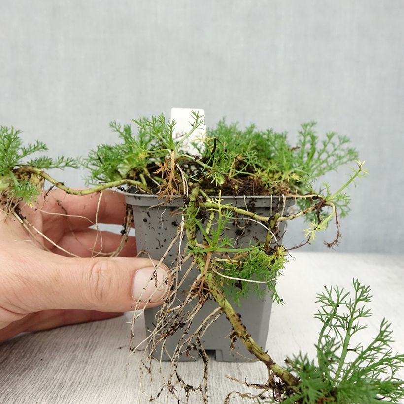 Esemplare di Chamaemelum nobile Flore Pleno - Camomilla romana Vasetto da 8/9 cm come consegnato in autunno