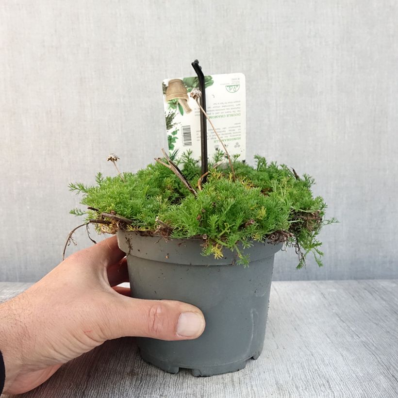 Esemplare di Chamaemelum nobile Flore Pleno Pot de 1,5L/2L come consegnato in autunno