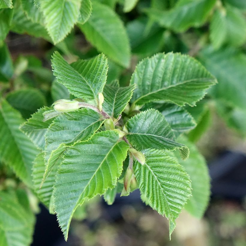 Ostrya carpinifolia Marja Findling (Fogliame)