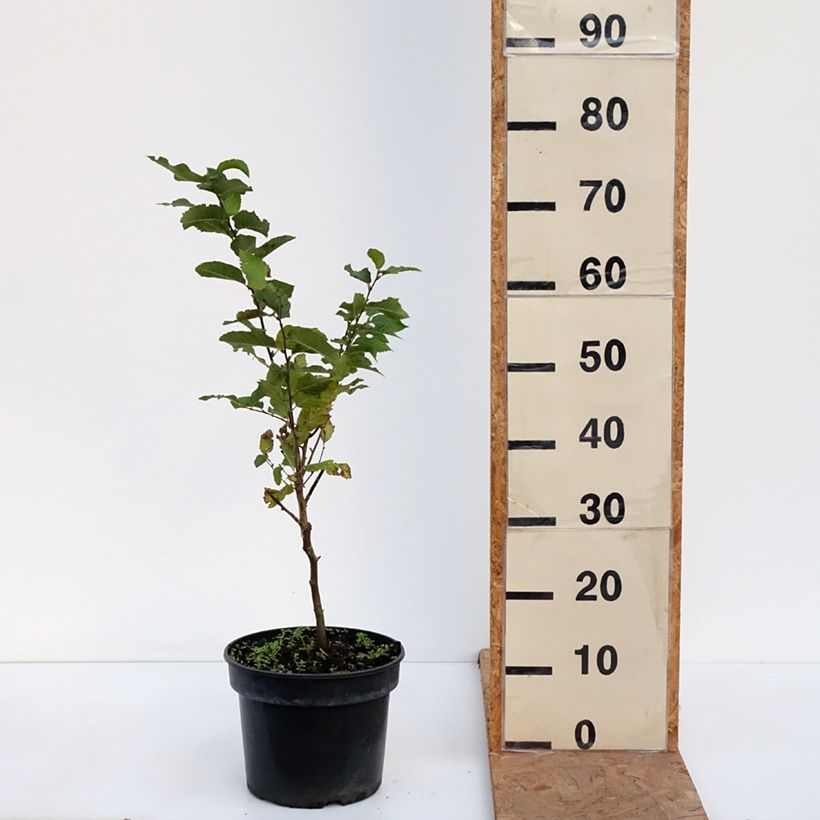 Esemplare di Ostrya carpinifolia Marja Findling Vaso da 4L/5L come consegnato in autunno