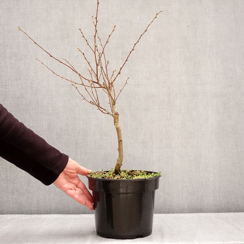 Ostrya carpinifolia Marja Findling Vaso da 4L/5L esemplare consegnato in inverno