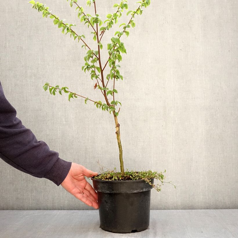 Ostrya carpinifolia Marja Findling Vaso da 4L/5L esemplare consegnato in primavera