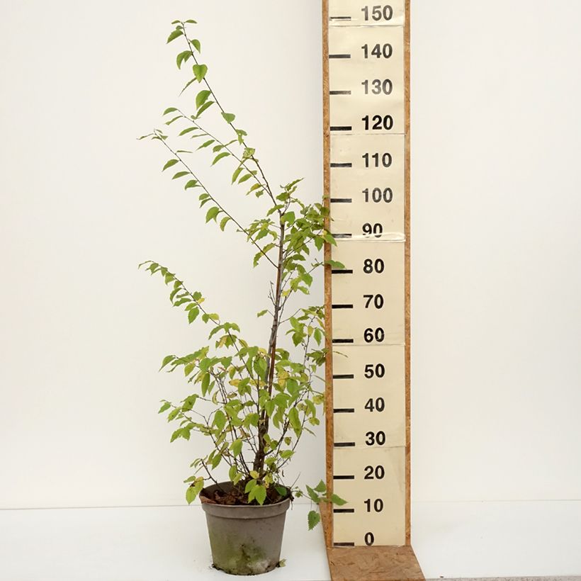 Esemplare di Ostrya carpinifolia - Carpino nero Vaso da 7,5L/10L come consegnato in autunno
