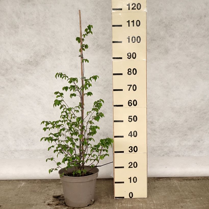 Example of Ostrya carpinifolia - Carpino nero Vaso da 7,5L/10L as you get in printemps
