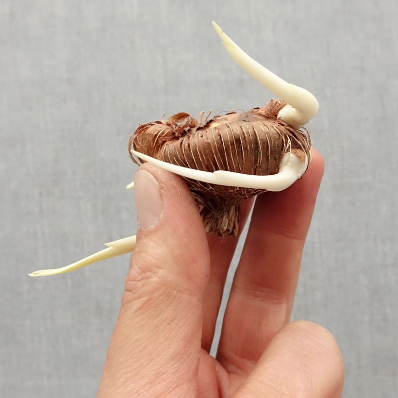 Chasmanthe floribunda - Casmante Bulbo taglia I esemplare consegnato in primavera