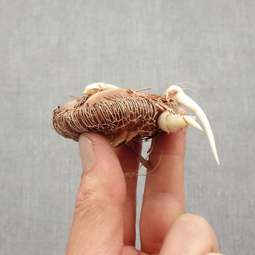 Chasmanthe floribunda Saturnus - Casmante Bulbo taglia 14+ esemplare consegnato in primavera