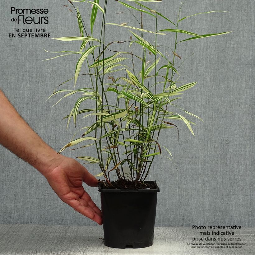 Esemplare di Chasmanthium latifolium River Mist Vaso da 2L/3L come consegnato in autunno