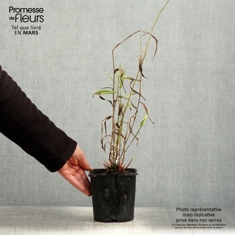 Chasmanthium latifolium River Mist Vaso da 2L/3L esemplare consegnato in primavera