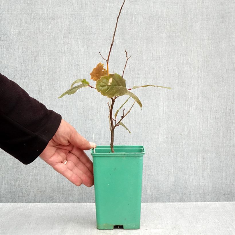 Esemplare di Castagno Marsol Vaso da 2L/3L come consegnato in autunno