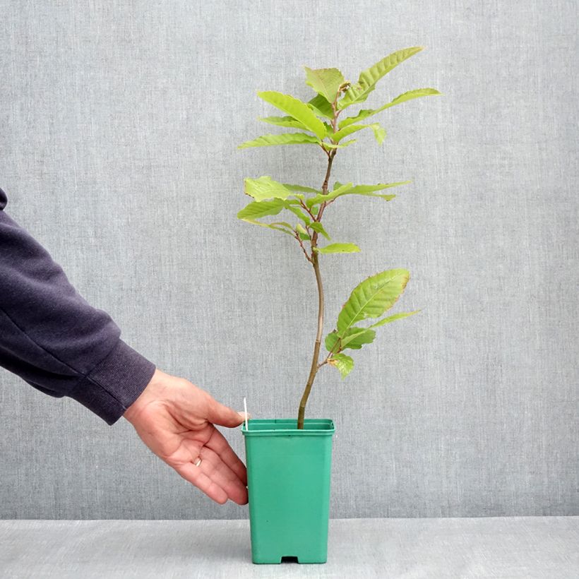 Castagno Marsol Vaso da 2L/3L esemplare consegnato in primavera