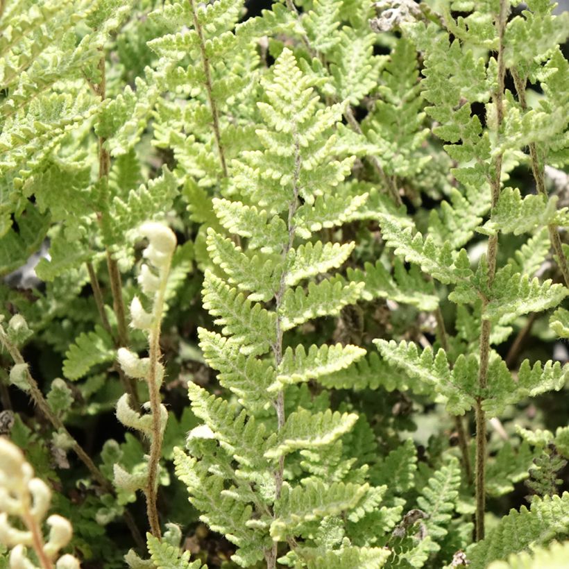 Cheilanthes lanosa Cimbra - Felce (Foliage)