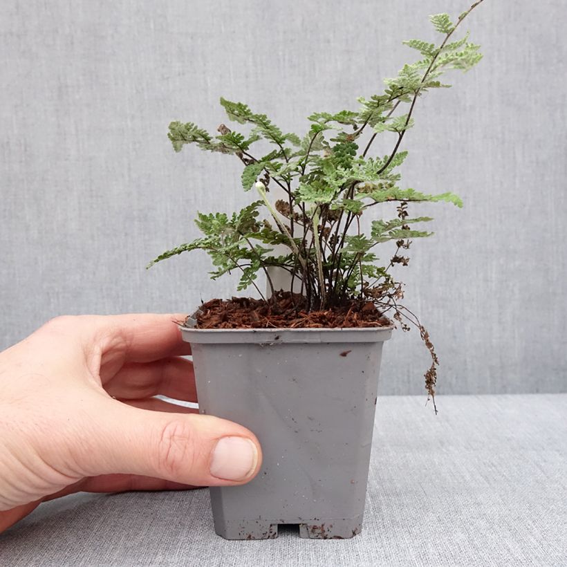 Cheilanthes lanosa Cimbra - Fougère Godet de 8/9 cm esemplare consegnato in inverno
