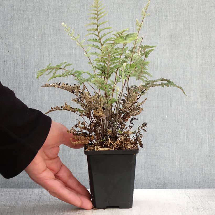 Example of Cheilanthes lanosa Cimbra - Felce Vasetto da 8/9 cm as you get in printemps