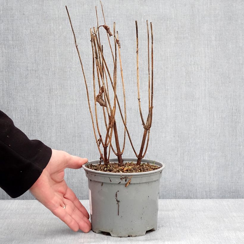 Example of Chelone obliqua - Testa di tartaruga Vaso da 2L/3L as you get in hiver