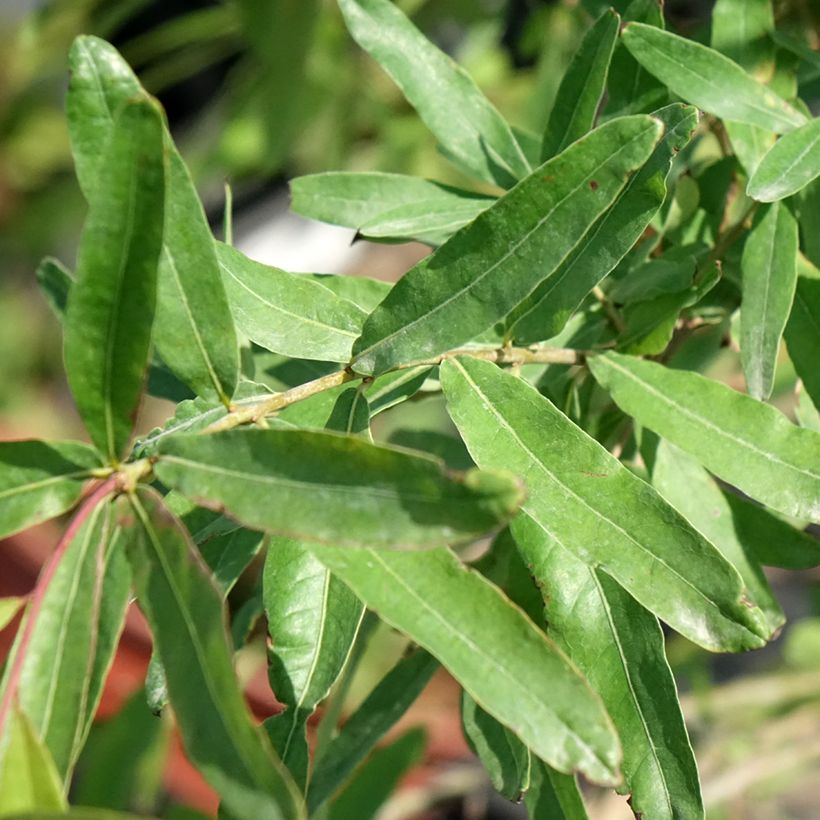 Quercus phellos - Quercia a foglie di Salice (Fogliame)