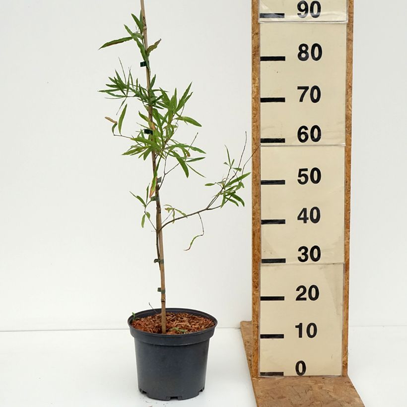 Esemplare di Chêne à feuilles de saule - Quercus phellos Pot de 4L/5L come consegnato in autunno