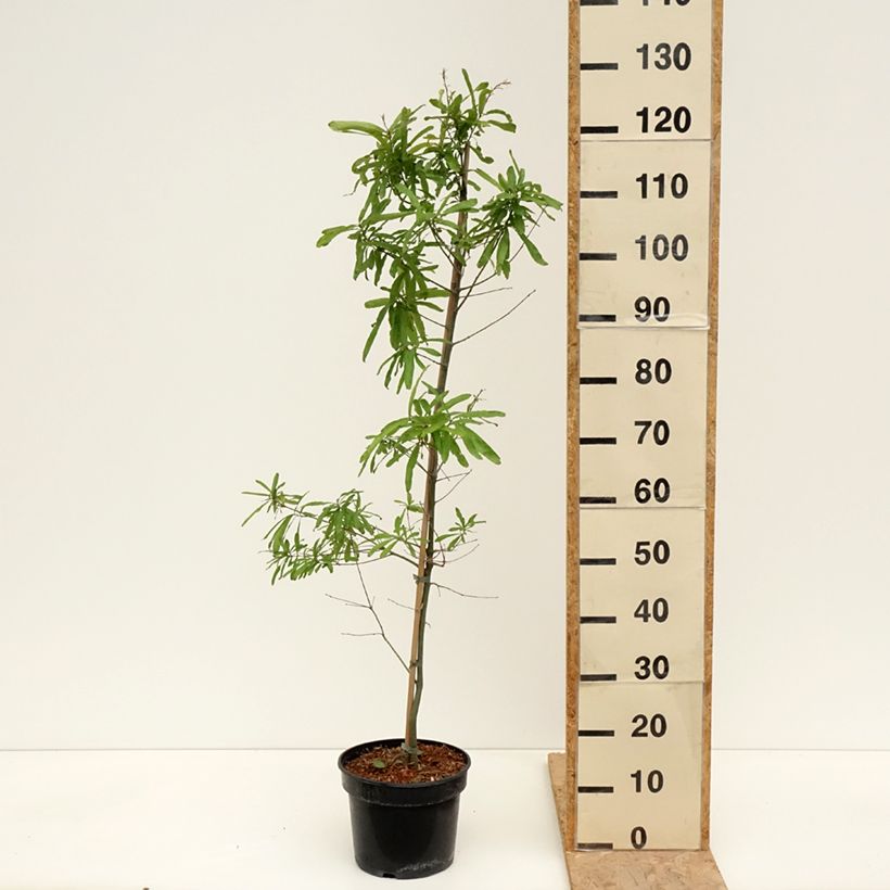 Quercus phellos - Quercia a foglie di Salice Vaso da 4L/5L esemplare consegnato in primavera