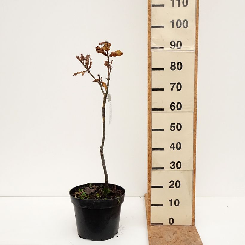 Esemplare di Quercus cerris Curly Head - Cerro Vaso da 7,5L/10L come consegnato in autunno