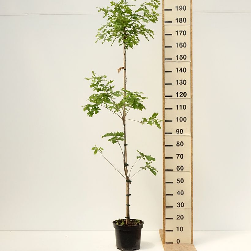 Quercus cerris Curly Head - Cerro Vaso da 7,5L/10L esemplare consegnato in primavera