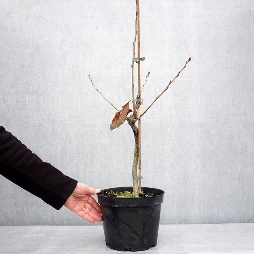 Example of Quercus aliena Vaso da 4L/5L as you get in hiver