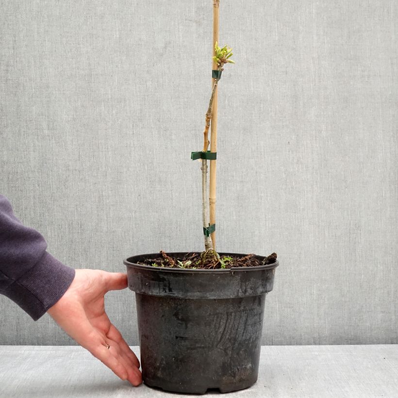 Quercus aliena Vaso da 4L/5L esemplare consegnato in primavera