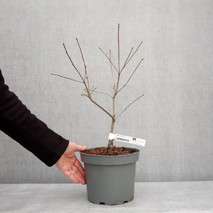 Chêne des marais nain - Quercus palustris Isabel Pot de 4L/5L esemplare consegnato in inverno