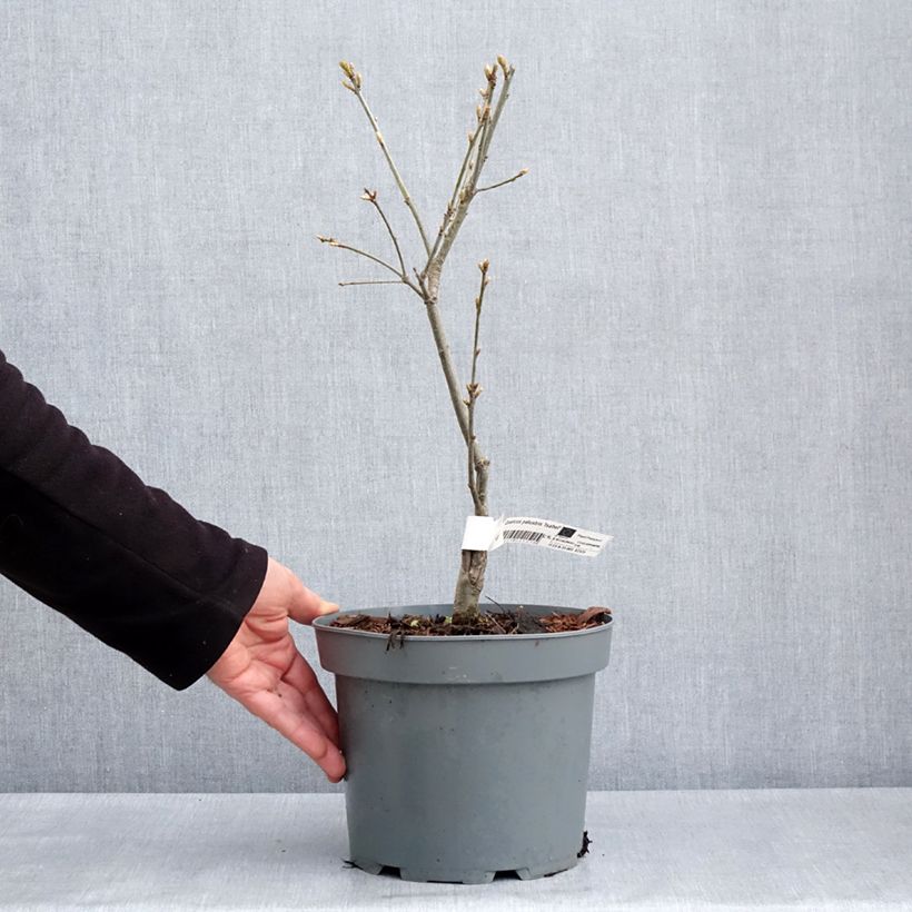 Example of Quercus palustris Isabel - Quercia palustre Vaso da 4L/5L as you get in printemps