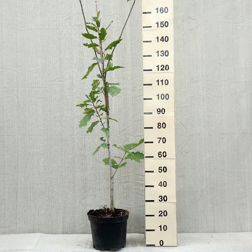 Esemplare di Quercus palustris Betty Jean - Quercia palustre Vaso da 4L/5L consegnato in estate