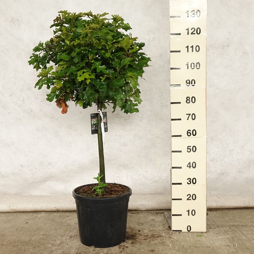 Esemplare di Quercus palustris Green Dwarf - Quercia palustre Vaso da 18L/20L, Vaso impalcato consegnato in estate